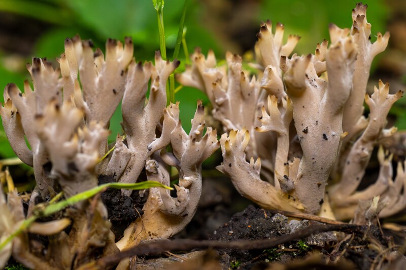 et. Hall klavuliina, en. gray coral, lat. Clavulina cinerea