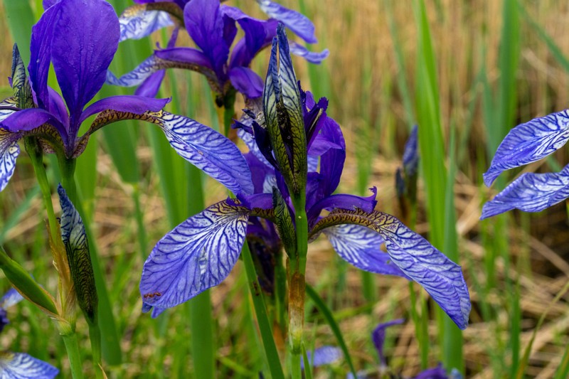 et. Siberi võhumõõk, en. siberian flag, lat. Iris sibirica