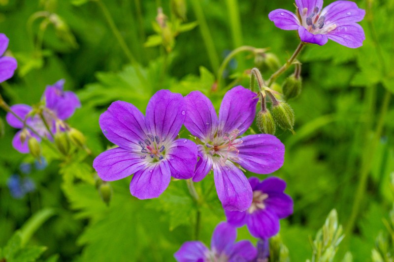 et. Soo-kurereha, lat. Geranium palustre