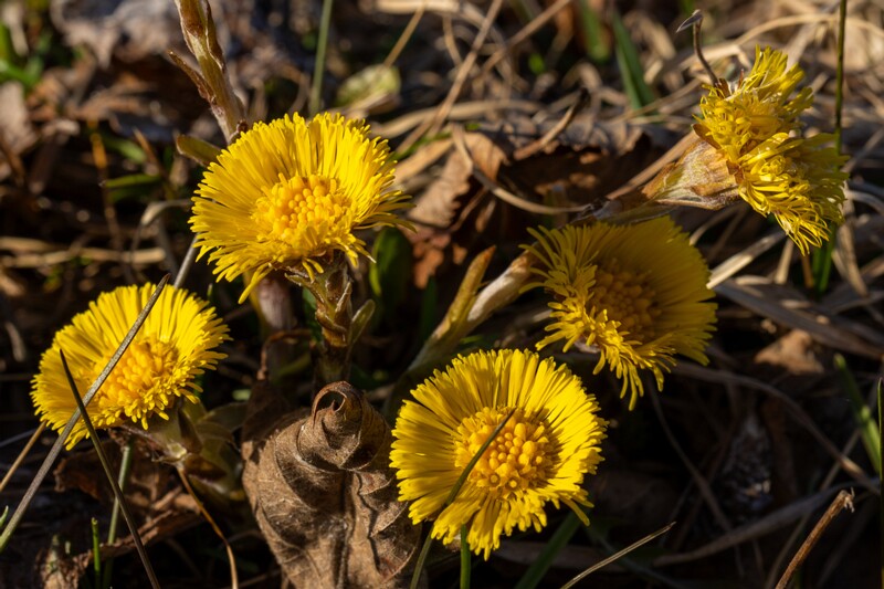 tussilago-farfara 2025-04-13 1-8
