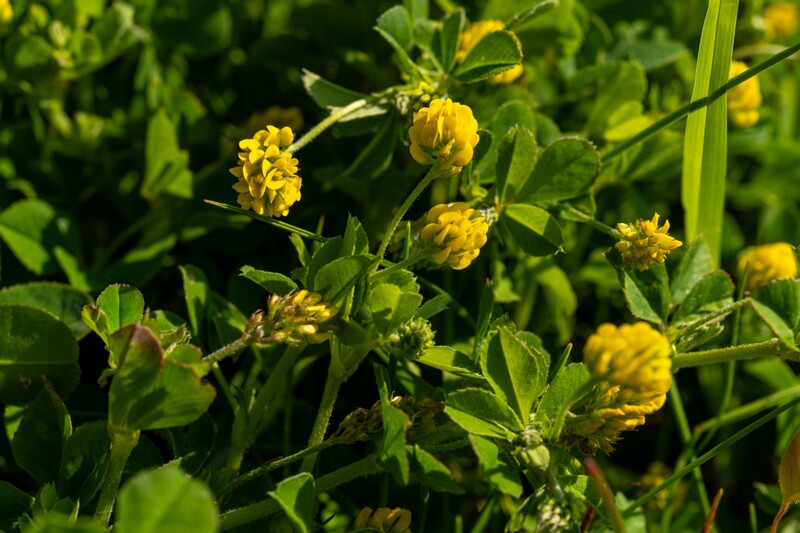 Medicago lupulina  2025-06-22 1-6