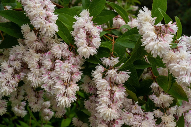 et. Aed-deutsia, en. hybrid deutzia, lat. Deutzia x hybrida