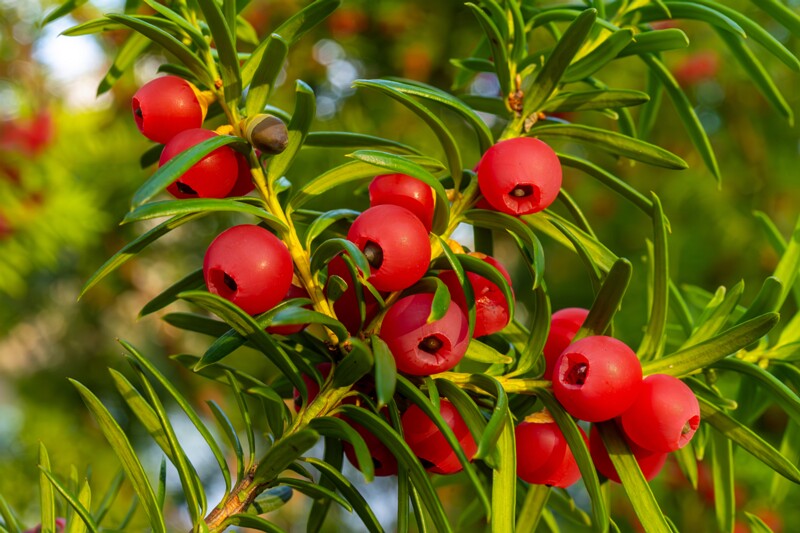 et. Harilik jugapuu, en. common yew, lat. Taxus baccata