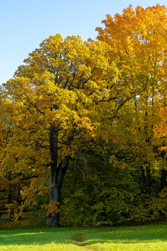 Kadrioru park sügisel  2025-10-18 1-1