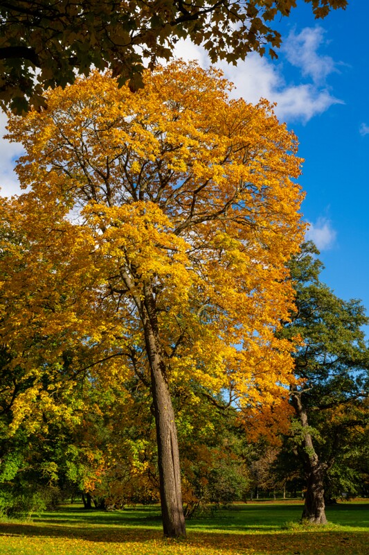 Kadrioru park sügisel  2025-10-18 1-18