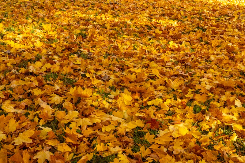 Kadrioru park sügisel  2025-10-18 1-24