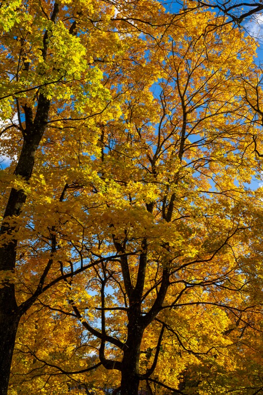 Kadrioru park sügisel  2025-10-18 1-25