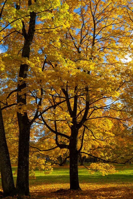 Kadrioru park sügisel  2025-10-18 1-26