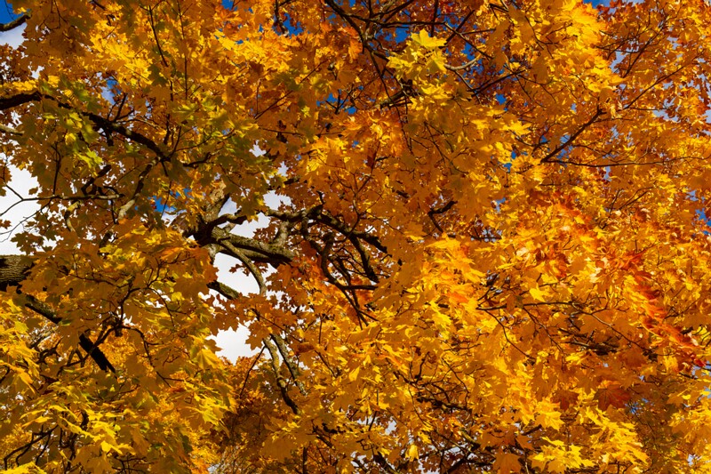 Kadrioru park sügisel  2025-10-18 1-28