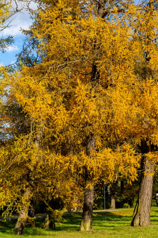 Kadrioru park sügisel  2025-10-18 1-3