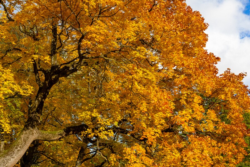 Kadrioru park sügisel  2025-10-18 1-32