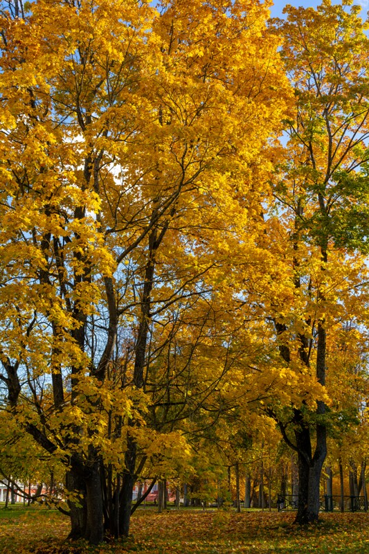 Kadrioru park sügisel  2025-10-18 1-33
