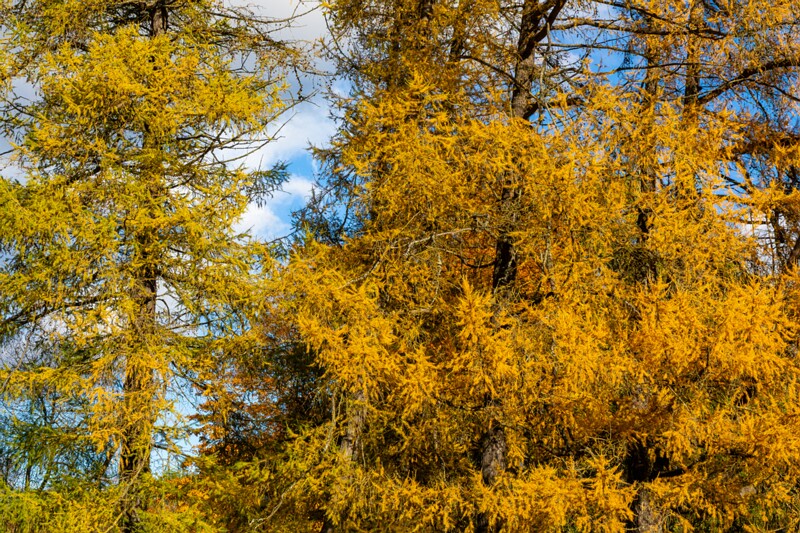 Kadrioru park sügisel  2025-10-18 1-5