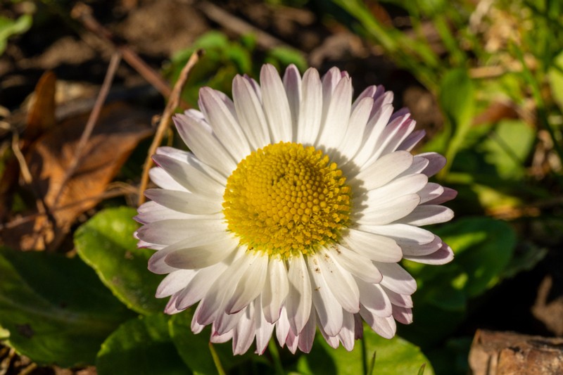 et. Harilik kirikakar, en. common daisy, lat. Bellis perennis