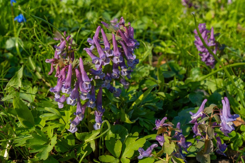 et. Harilik lõokannus, en. fumewort, lat. Corydalis solida