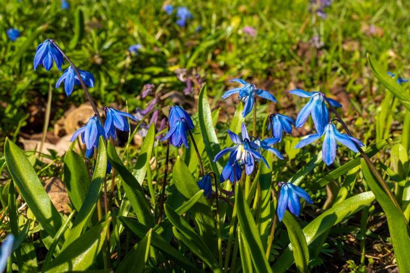 et. Harilik siniliilia, en. siberian squill, lat. Scilla siberica