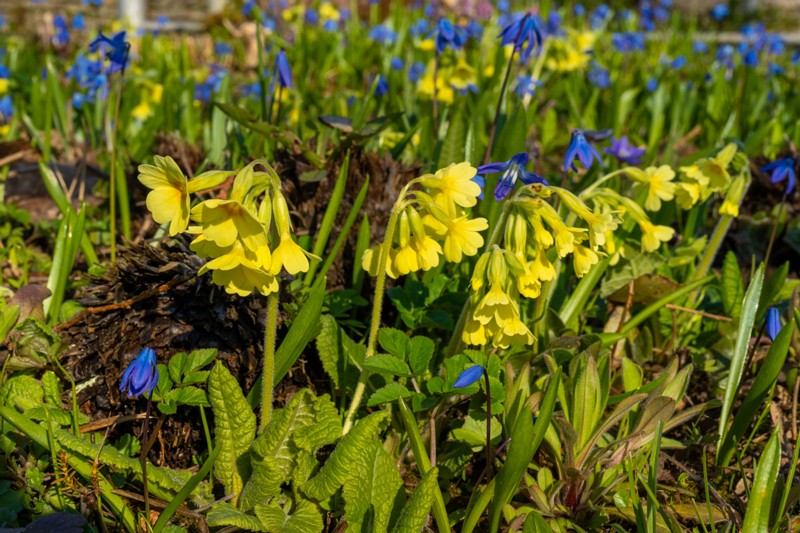 et. Kõrge priimula, en. true oxlip, lat. Primula elatior