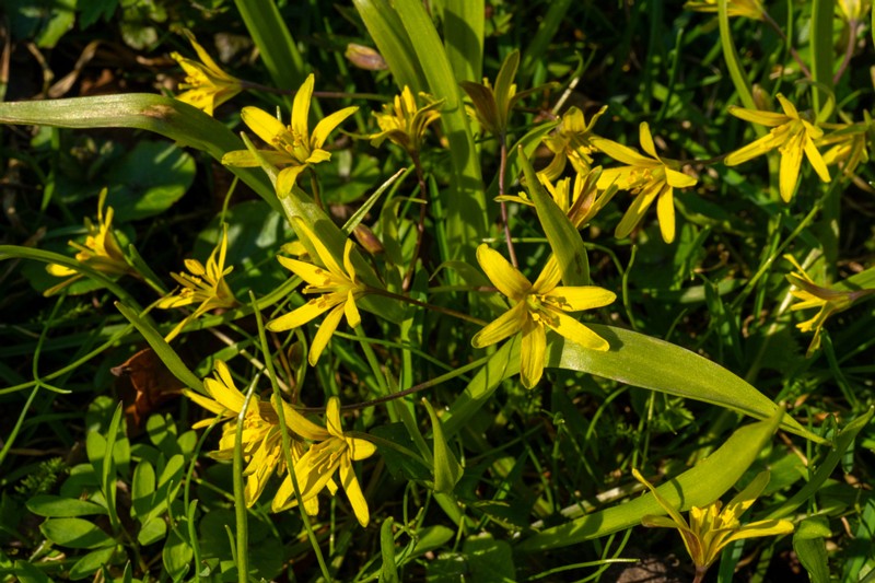 et. Kollane kuldtäht, en. yellow star-of-Bethlehem, lat. Gagea lutea