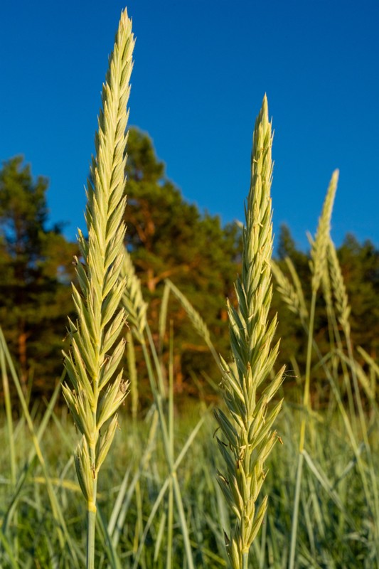 et. Liiv-vareskaer, en. sand ryegrass, lat. Leymus arenarius