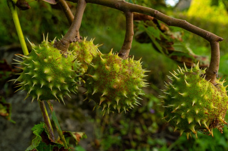 et. Harilik hobukastan, en. European horsechestnut, lat. Aesculus hippocastanum