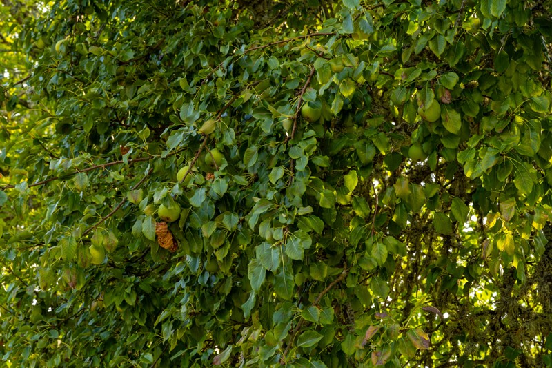 et. Harilik pirnipuu, en. common pear, lat. Pyrus communis