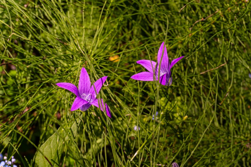 et. Harilik kellukas, en. spreading bellflower, lat. Campanula patula