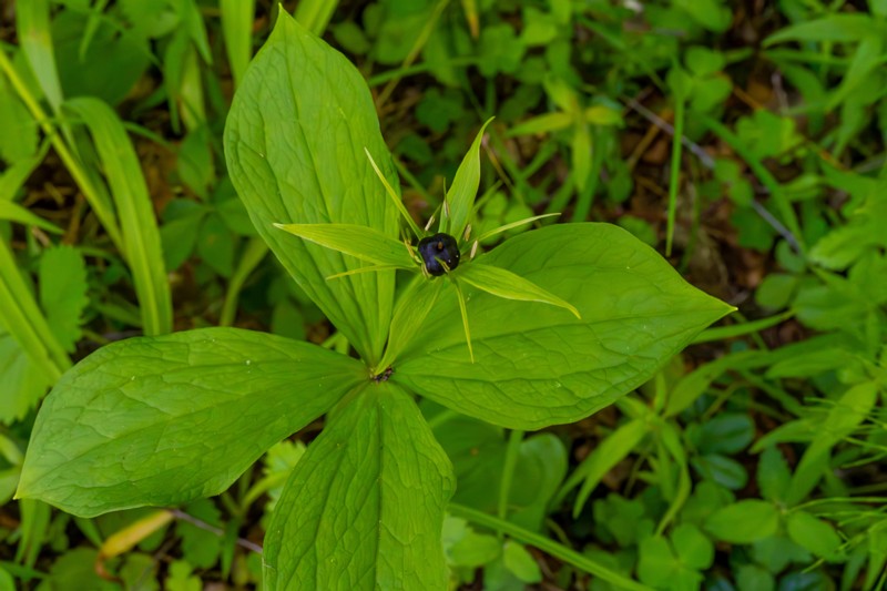 et. Harilik ussilakk, en. herb Paris, lat. Paris quadrifolia