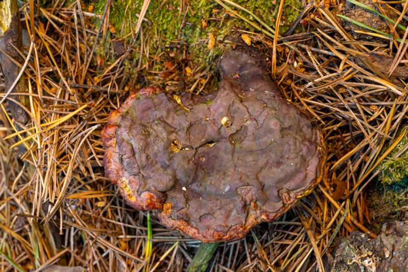 et. Lakkvaabik, en. lacquered bracket, lat. Ganoderma lucidum