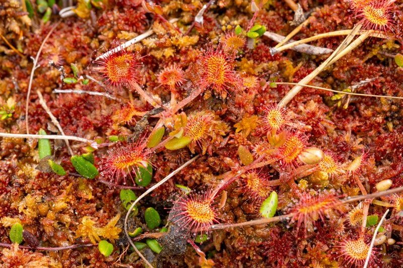 !Drosera rotundifolia  2025-06-07 1-6