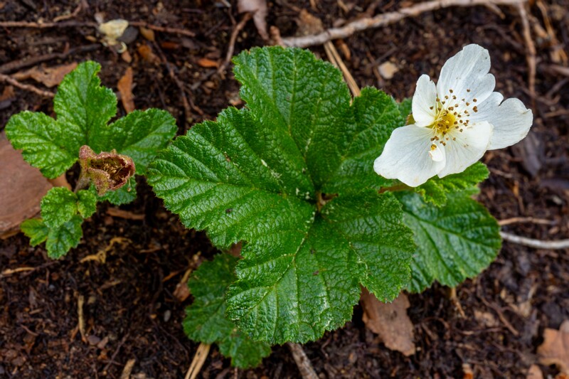 !Rubus chamaemorus  2025-06-07 1-5