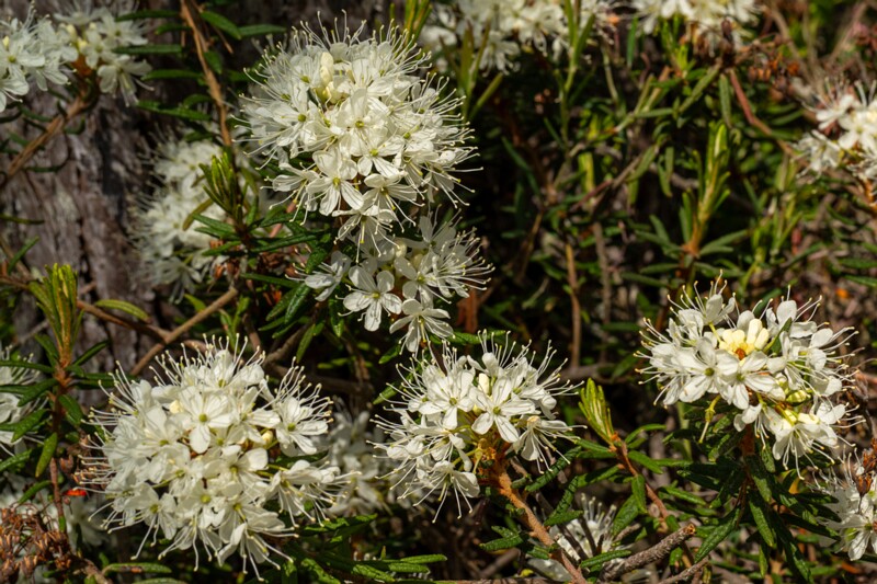 !Rhododendron tomentosum  2025-06-07 3-10
