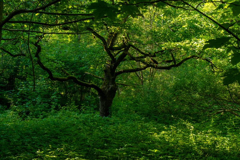 Harku Mõisa park